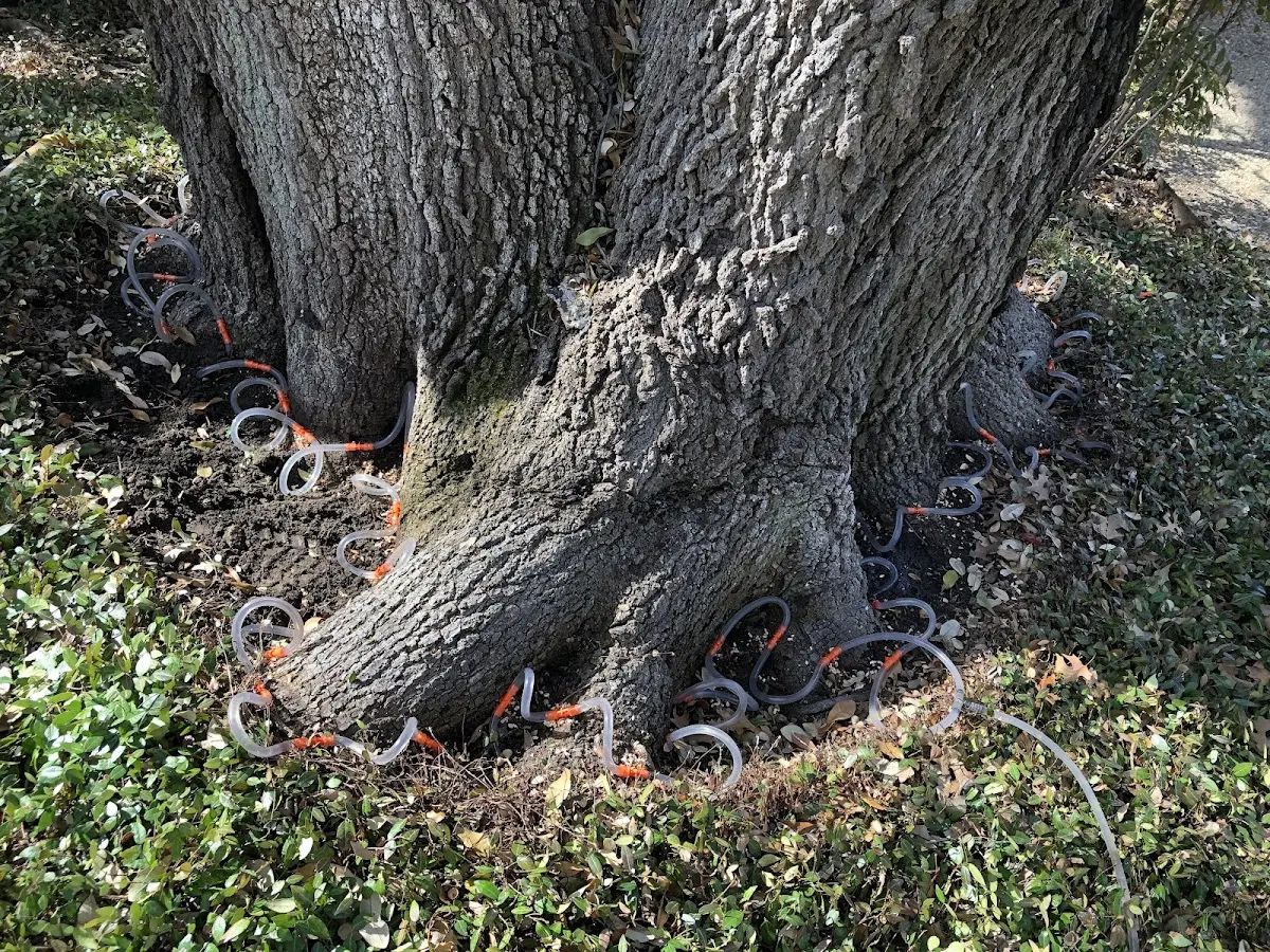 Detailed Tree Cabling and Bracing job site in Chittenden